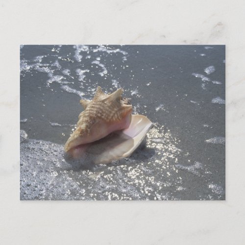 Seashell On Beach  Sanibel Island Florida Postcard