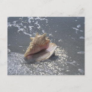 Seashell On Beach   Sanibel Island, Florida Postcard
