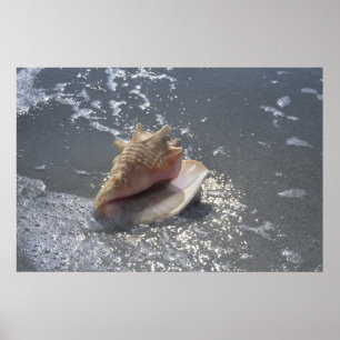 Seashell On Beach Sanibel Island, Florida Poster