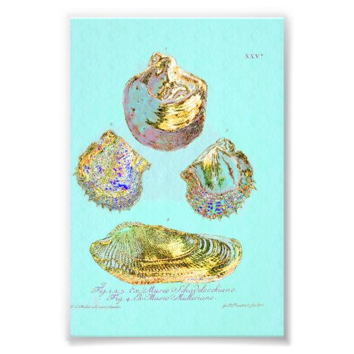 Seashell on Robins Egg Blue Photo Print