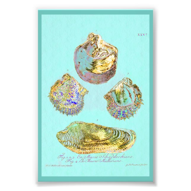 Seashell on Robins Egg Blue Photo Print (Front)