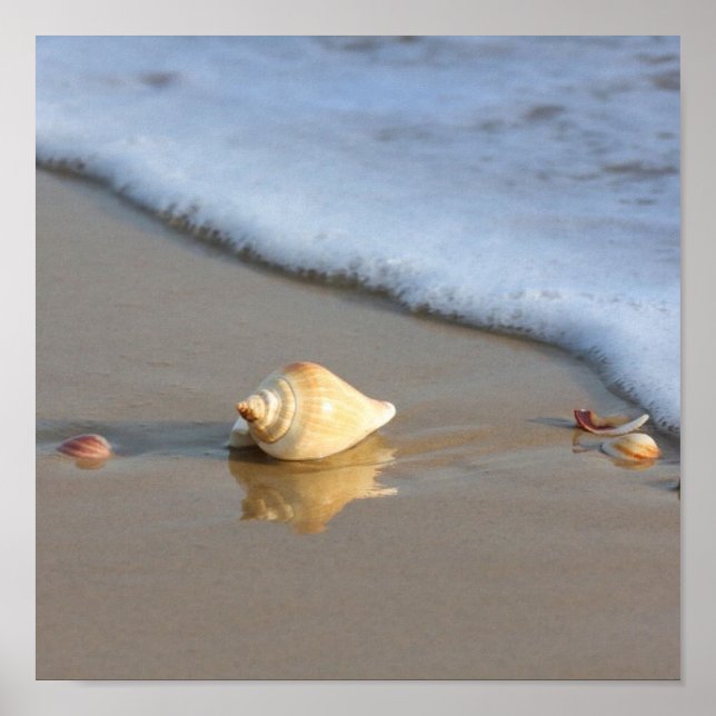 Seashell on sand poster (Front)