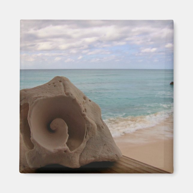 Seashell on the Beach Photo Magnet (Front)