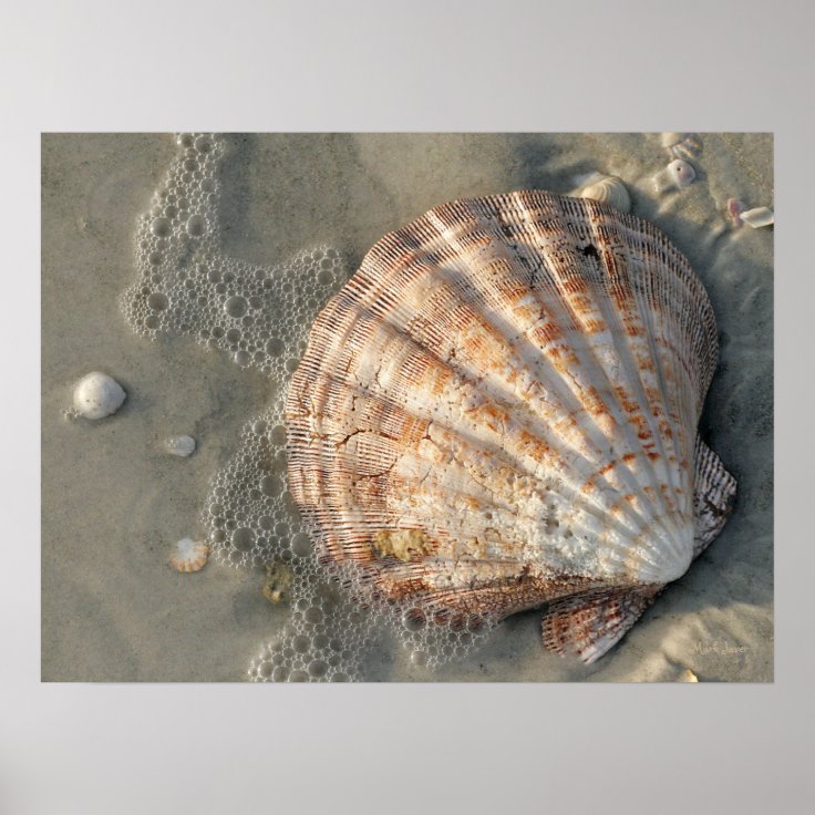 Seashell On The Beach Poster Zazzle