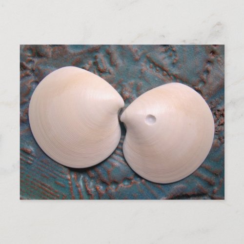 Seashell Photography Blank Postcard