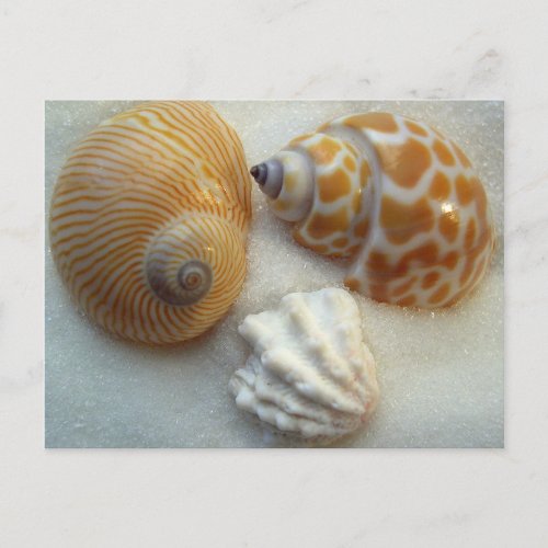 Seashell Photography Blank Postcard