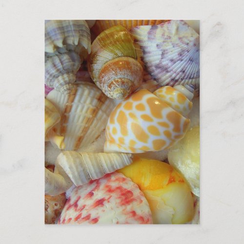 Seashell Photography Blank Postcard