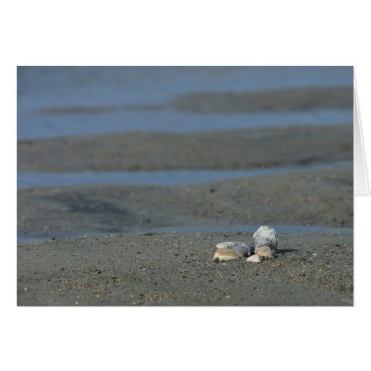 Seashell Pile Cards (Front Horizontal)