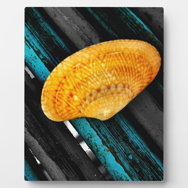 seashell plaque (Front)