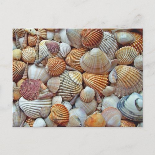 Seashell Postcard