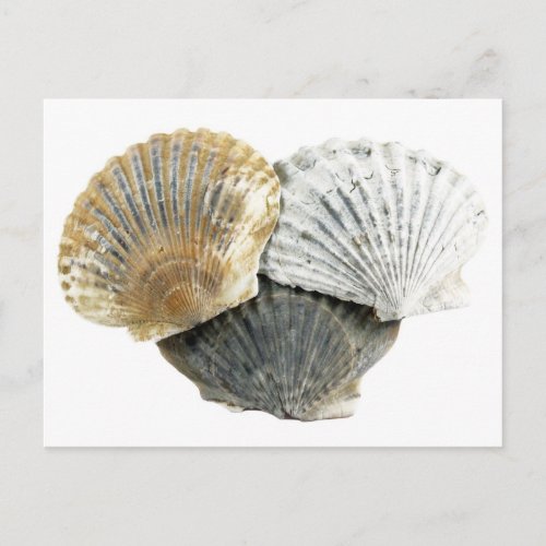 Seashell Postcard