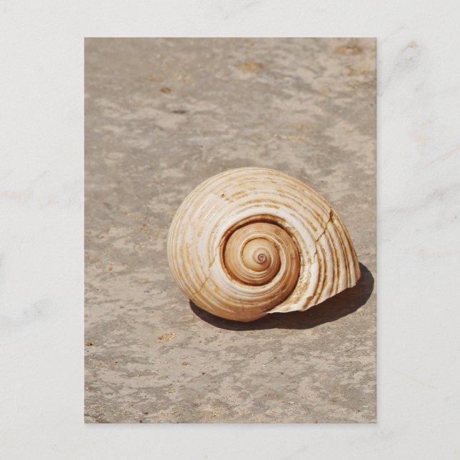 SeaShell Postcard (Front)