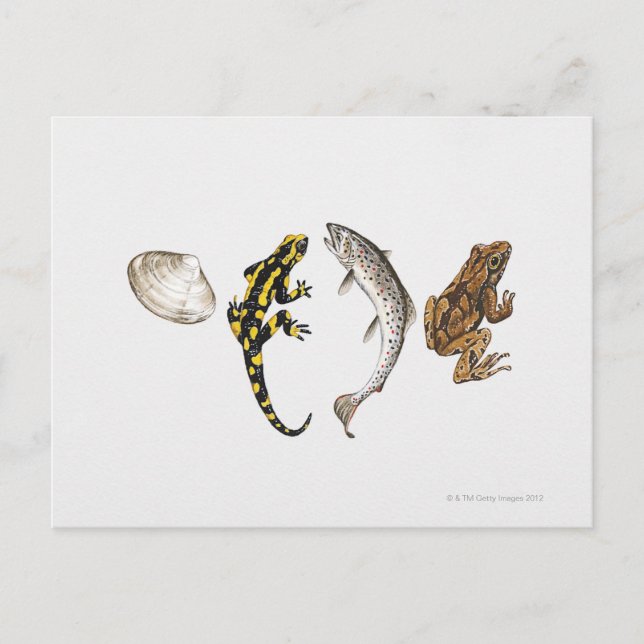 Seashell, Salamander, Salmon Postcard (Front)