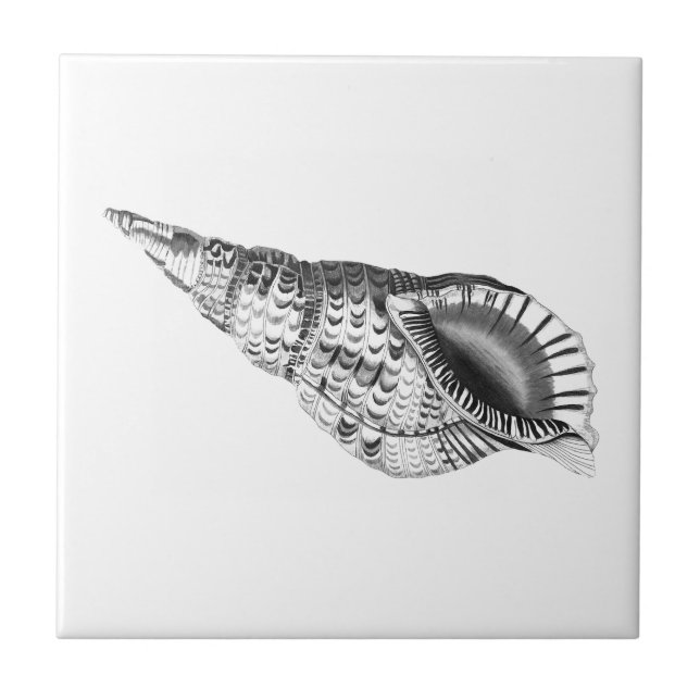 SEASHELL SEALIFE CERAMIC TILE (Front)