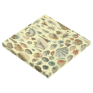 Seashell Shell Mollusk Clam Elegant Classic Art