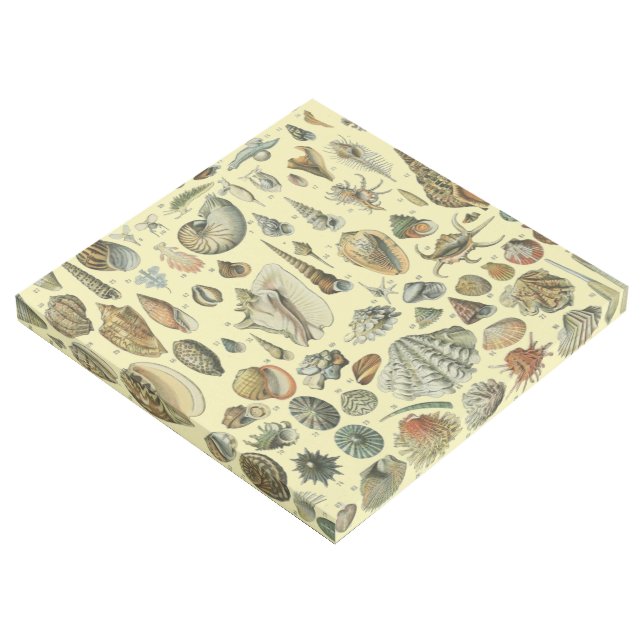 Seashell Shell Mollusk Clam Elegant Classic Art (3/4)