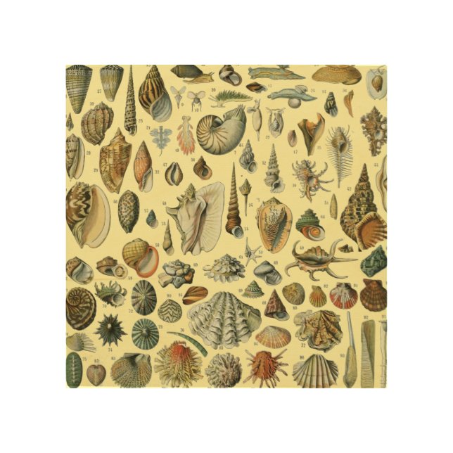 Seashell Shell Mollusk Clam Elegant Classic Art (Front)