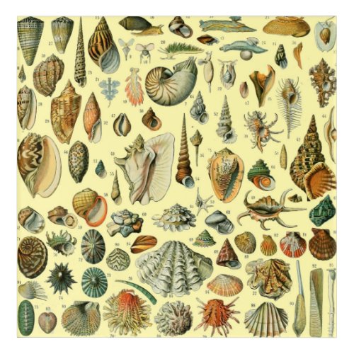 Seashell Shell Mollusk Clam Elegant Classic Art