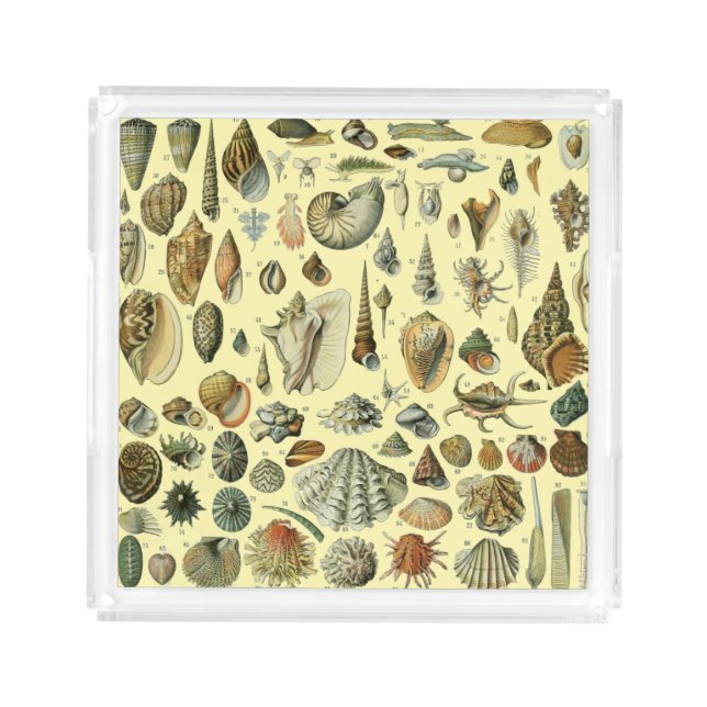 Seashell Shell Mollusk Clam Elegant Classic Art Acrylic Tray (Front)