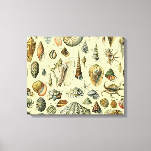 Seashell Shell Mollusk Clam Elegant Classic Art Canvas Print