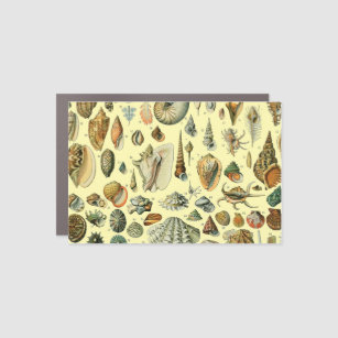 Seashell Shell Mollusk Clam Elegant Classic Art Car Magnet