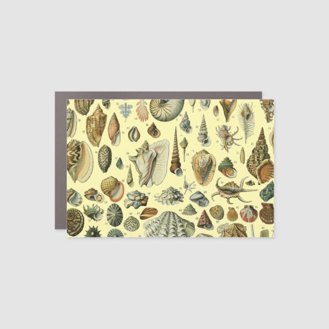 Seashell Shell Mollusk Clam Elegant Classic Art Car Magnet (Front)