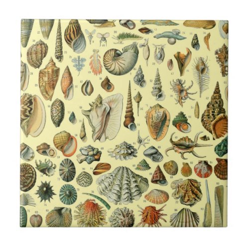 Seashell Shell Mollusk Clam Elegant Classic Art Ceramic Tile