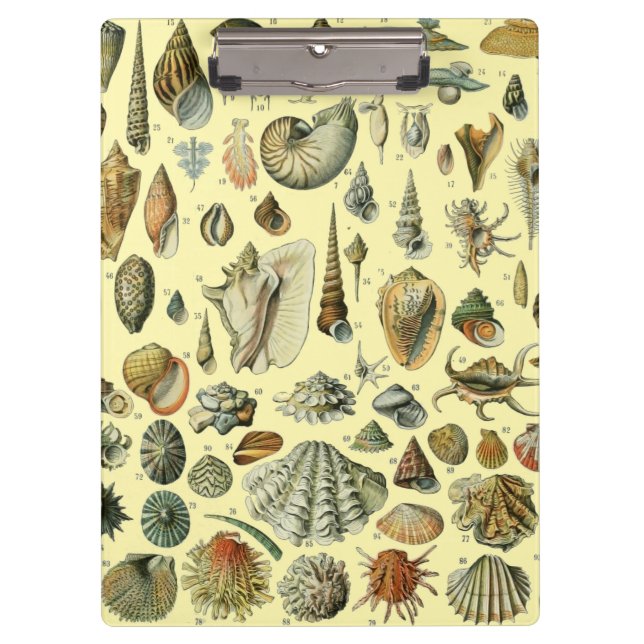 Seashell Shell Mollusk Clam Elegant Classic Art Clipboard (Front)