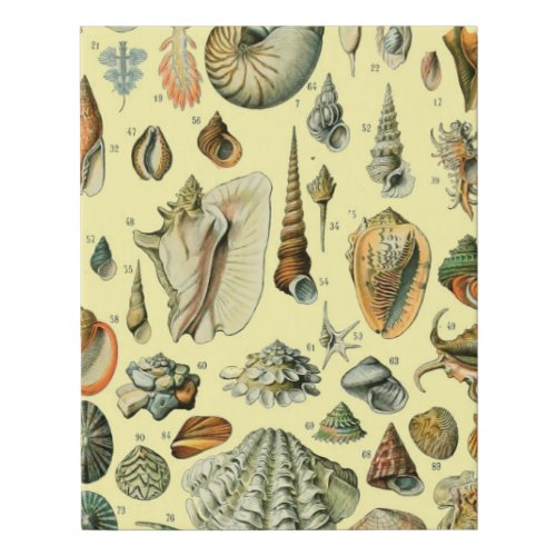 Seashell Shell Mollusk Clam Elegant Classic Art Faux Canvas Print