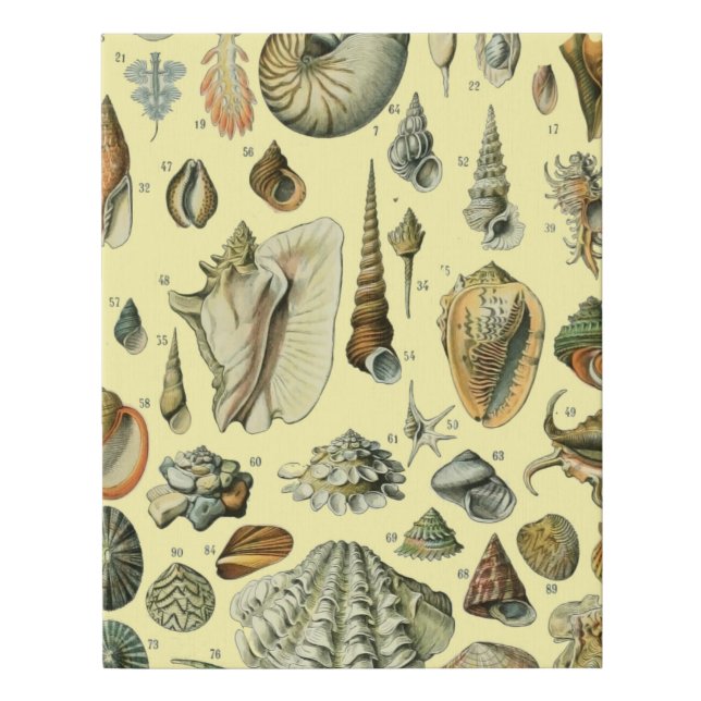 Seashell Shell Mollusk Clam Elegant Classic Art Faux Canvas Print (Front)