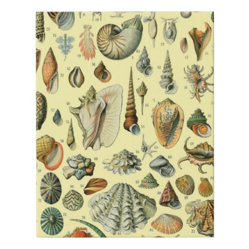 Seashell Shell Mollusk Clam Elegant Classic Art Faux Canvas Print