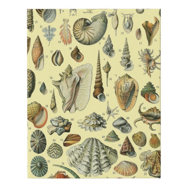 Seashell Shell Mollusk Clam Elegant Classic Art Faux Canvas Print (Front)