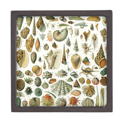 Seashell Shell Mollusk Clam Elegant Classic Art Gift Box