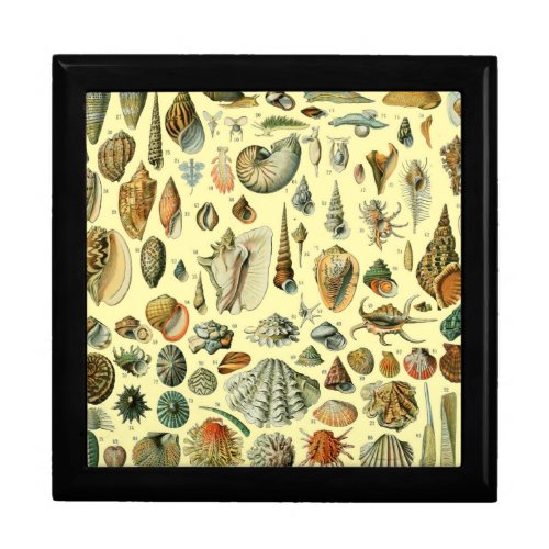 Seashell Shell Mollusk Clam Elegant Classic Art Gift Box