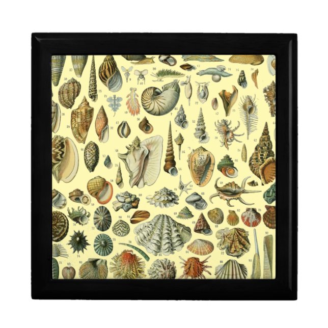 Seashell Shell Mollusk Clam Elegant Classic Art Gift Box (Front)