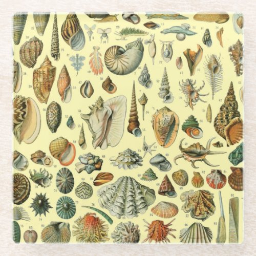Seashell Shell Mollusk Clam Elegant Classic Art Glass Coaster