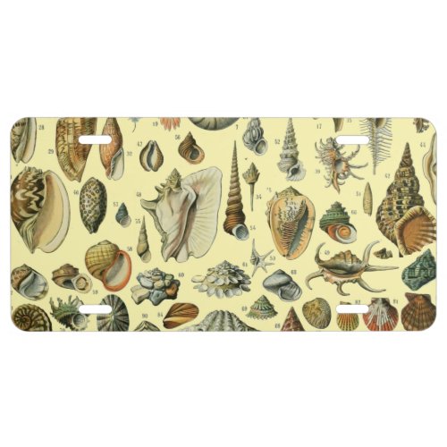 Seashell Shell Mollusk Clam Elegant Classic Art License Plate