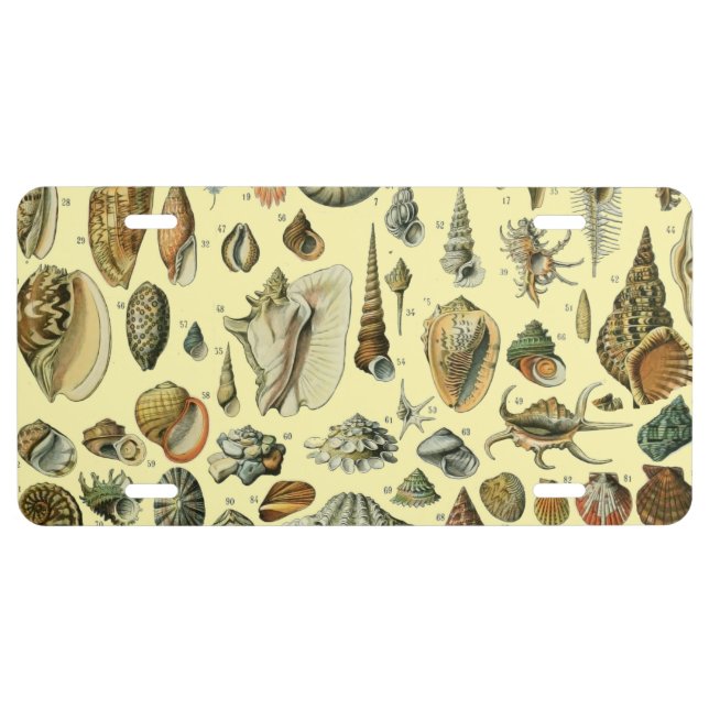 Seashell Shell Mollusk Clam Elegant Classic Art License Plate (Front)
