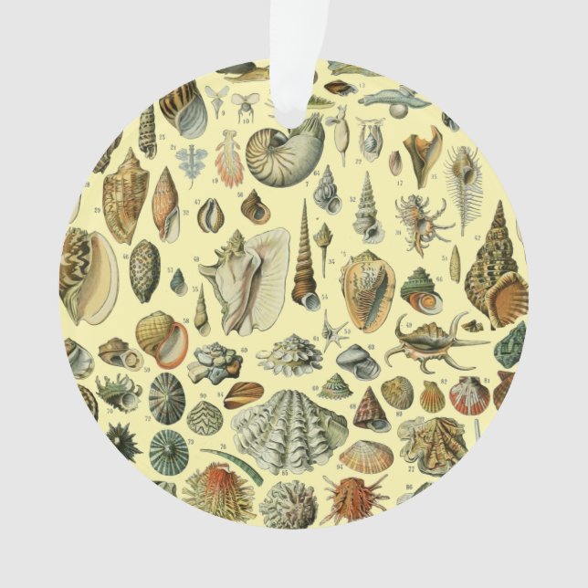Seashell Shell Mollusk Clam Elegant Classic Art Ornament (Front)