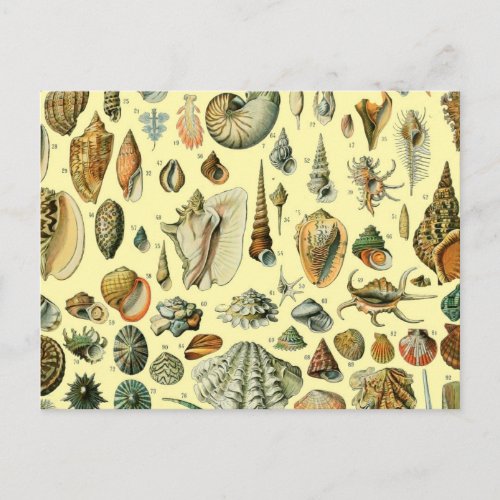 Seashell Shell Mollusk Clam Elegant Classic Art Postcard