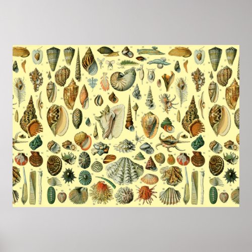 Seashell Shell Mollusk Clam Elegant Classic Art Poster