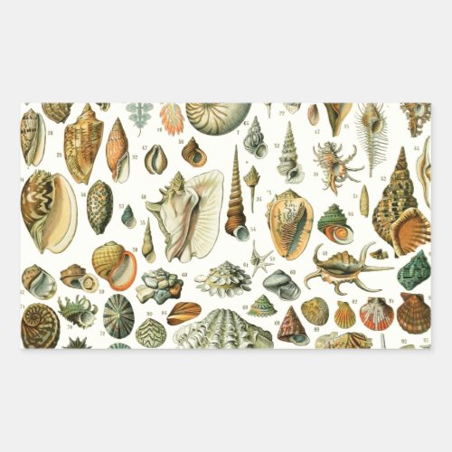 Seashell Shell Mollusk Clam Elegant Classic Art Rectangular Sticker