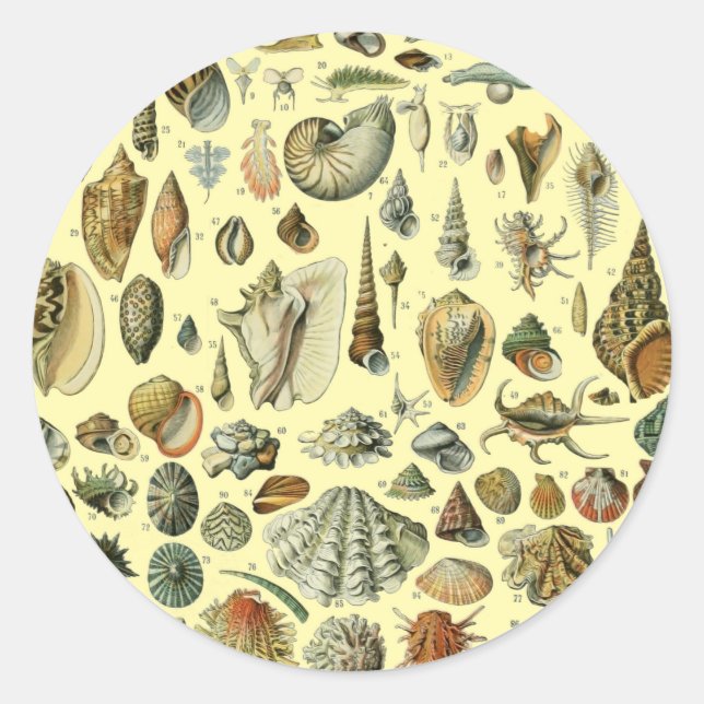 Seashell Shell Mollusk Clam Elegant Classic Art Round Sticker (Front)