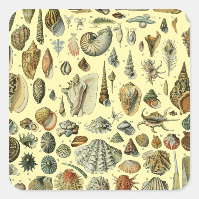 Seashell Shell Mollusk Clam Elegant Classic Art Square Sticker (Front)