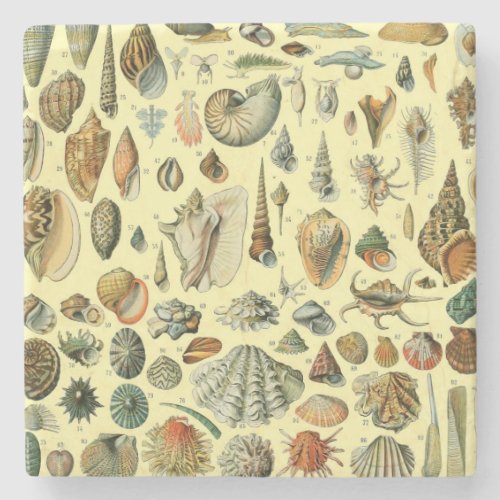 Seashell Shell Mollusk Clam Elegant Classic Art Stone Coaster