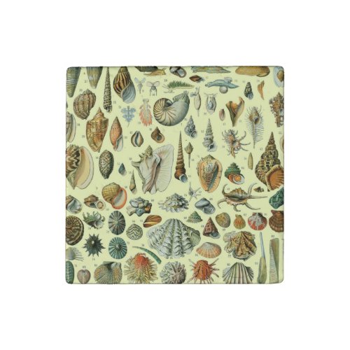 Seashell Shell Mollusk Clam Elegant Classic Art Stone Magnet