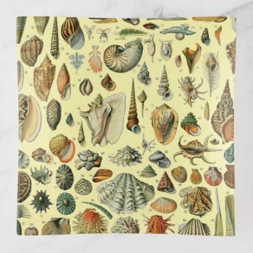 Seashell Shell Mollusk Clam Elegant Classic Art Trinket Tray