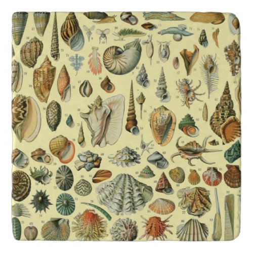 Seashell Shell Mollusk Clam Elegant Classic Art Trivet
