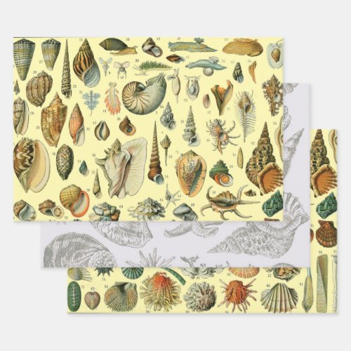 Seashell Shell Mollusk Clam Elegant Classic Art Wrapping Paper Sheets