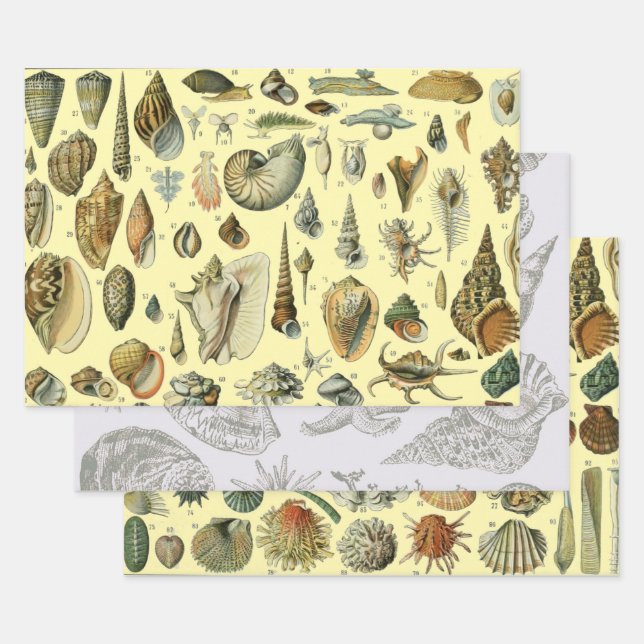 Seashell Shell Mollusk Clam Elegant Classic Art Wrapping Paper Sheets (Set)